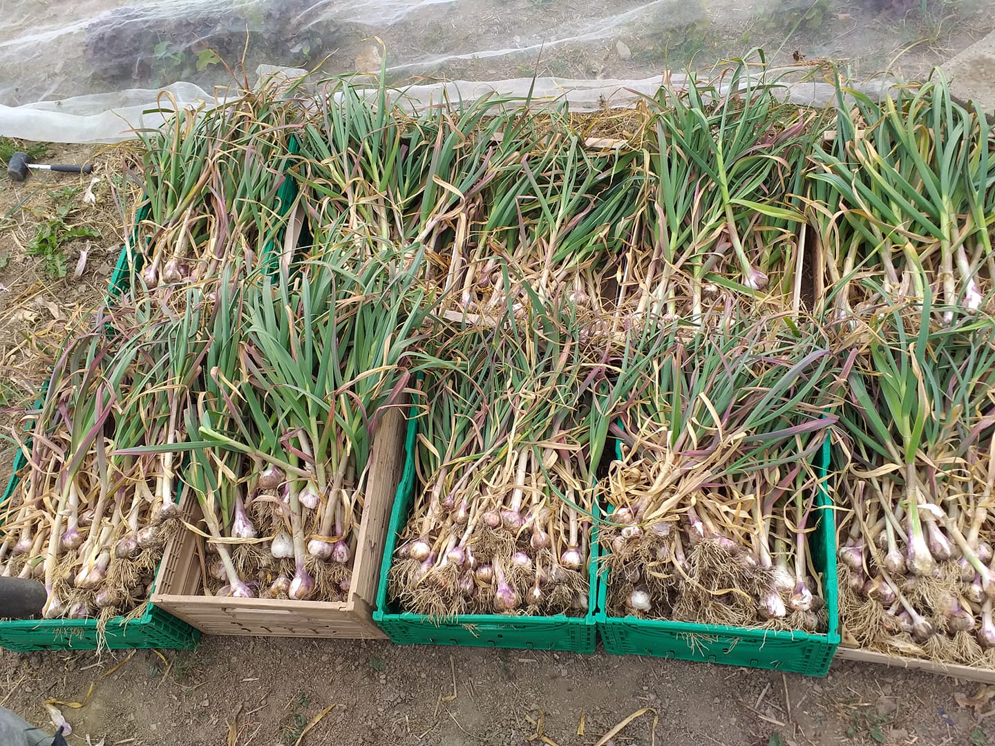 Knoblauch Ernte 2019 Bauern Fahren Ein Gemusegarten Auf Der
