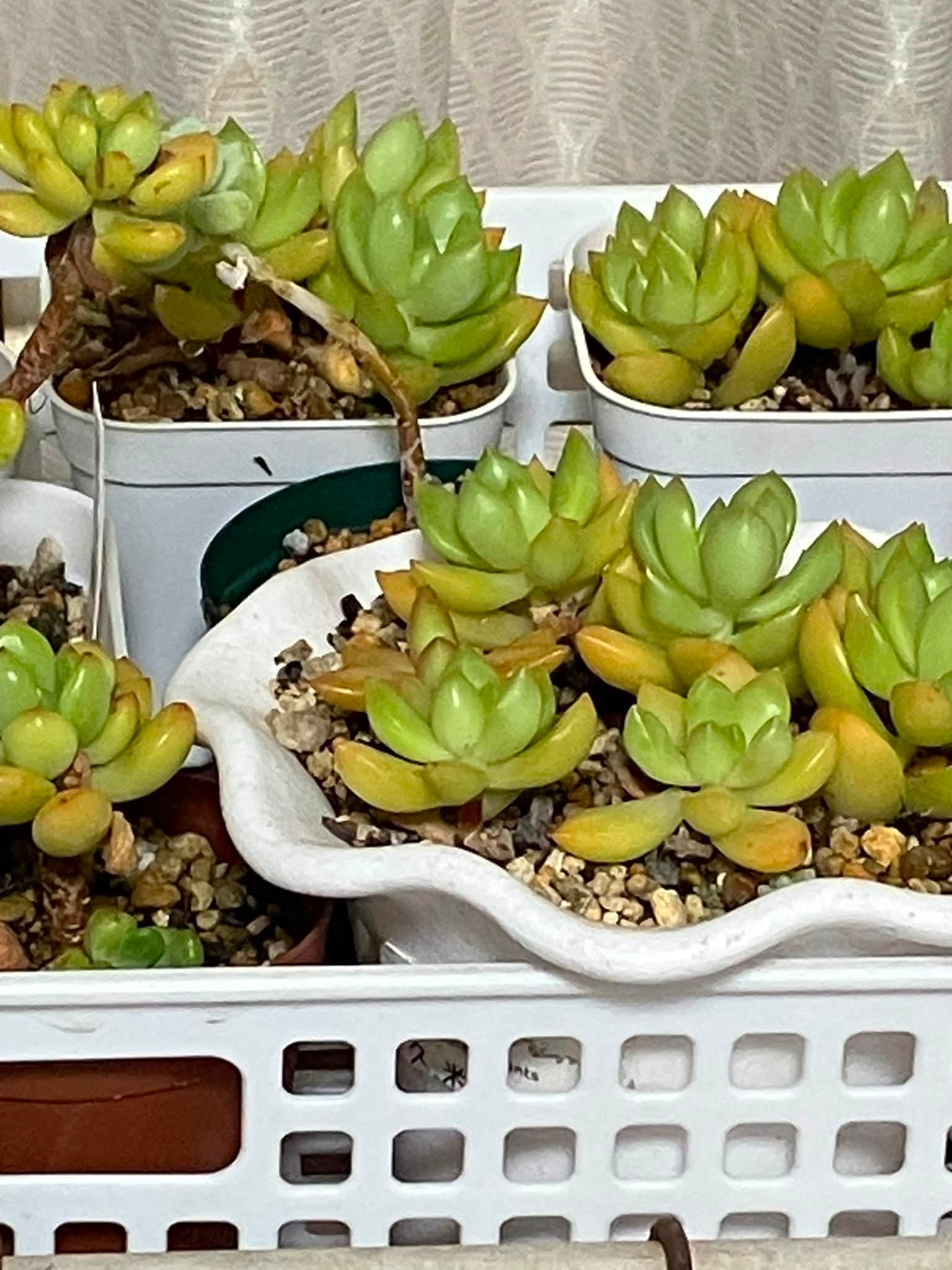 葉挿しっ子が少しずつ大きくなってきましたー