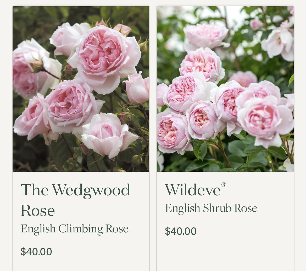 Which rose to choose in zone 6a? | Colorado Springs, CO