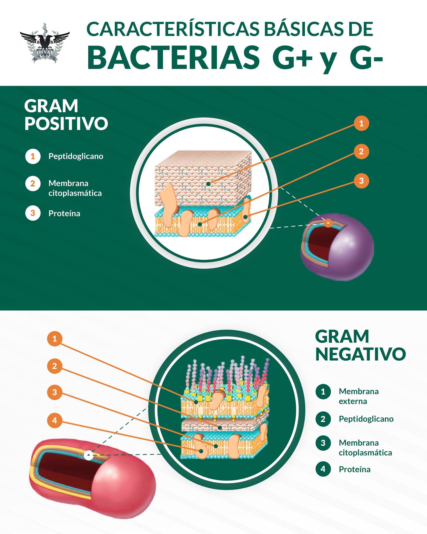 INVAE - Al observar la pared de las bacterias Gram negativas al ...