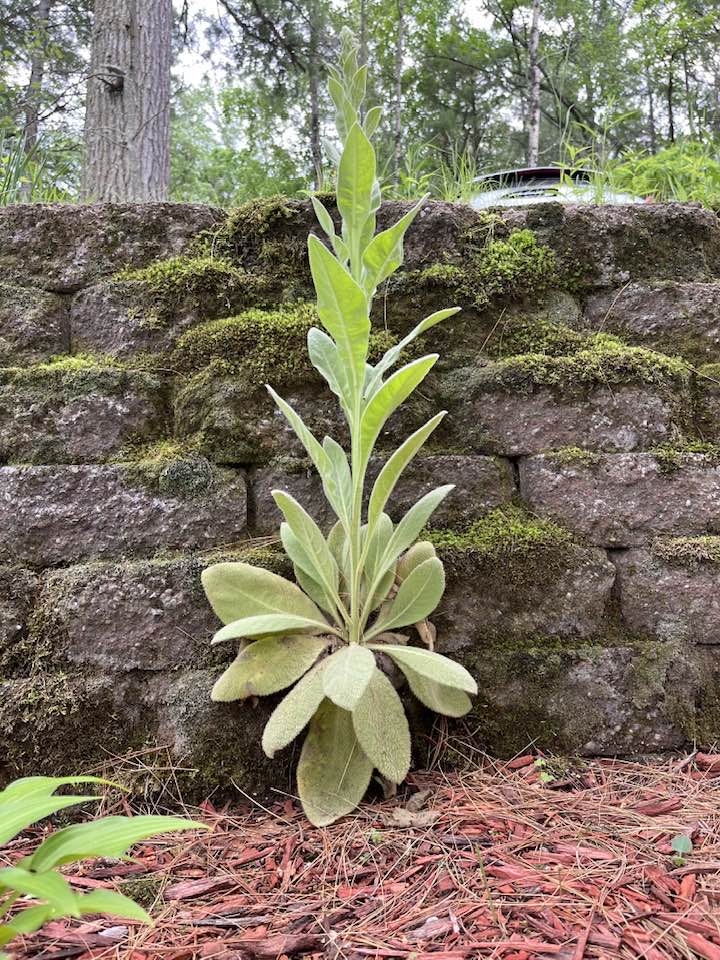 What kind of plant grows on walls?
