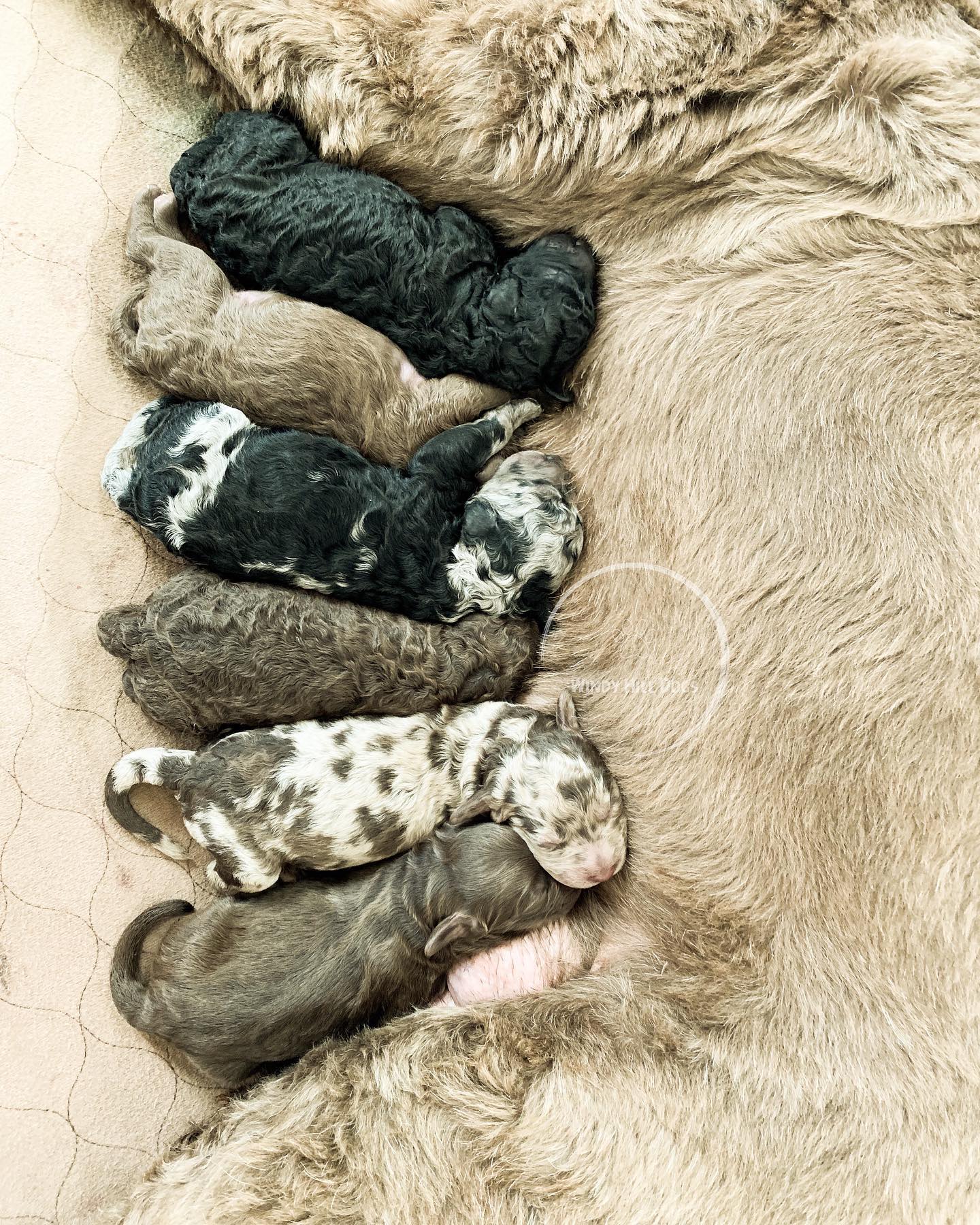 Picture Idea: Windy Hill Farm Rosebud Had Her Puppies On Her Due