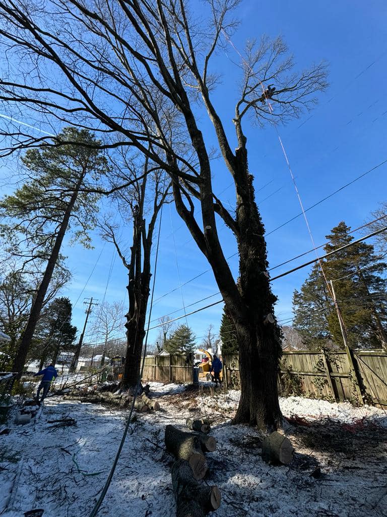 The Best Tree Service | Maryland City MD