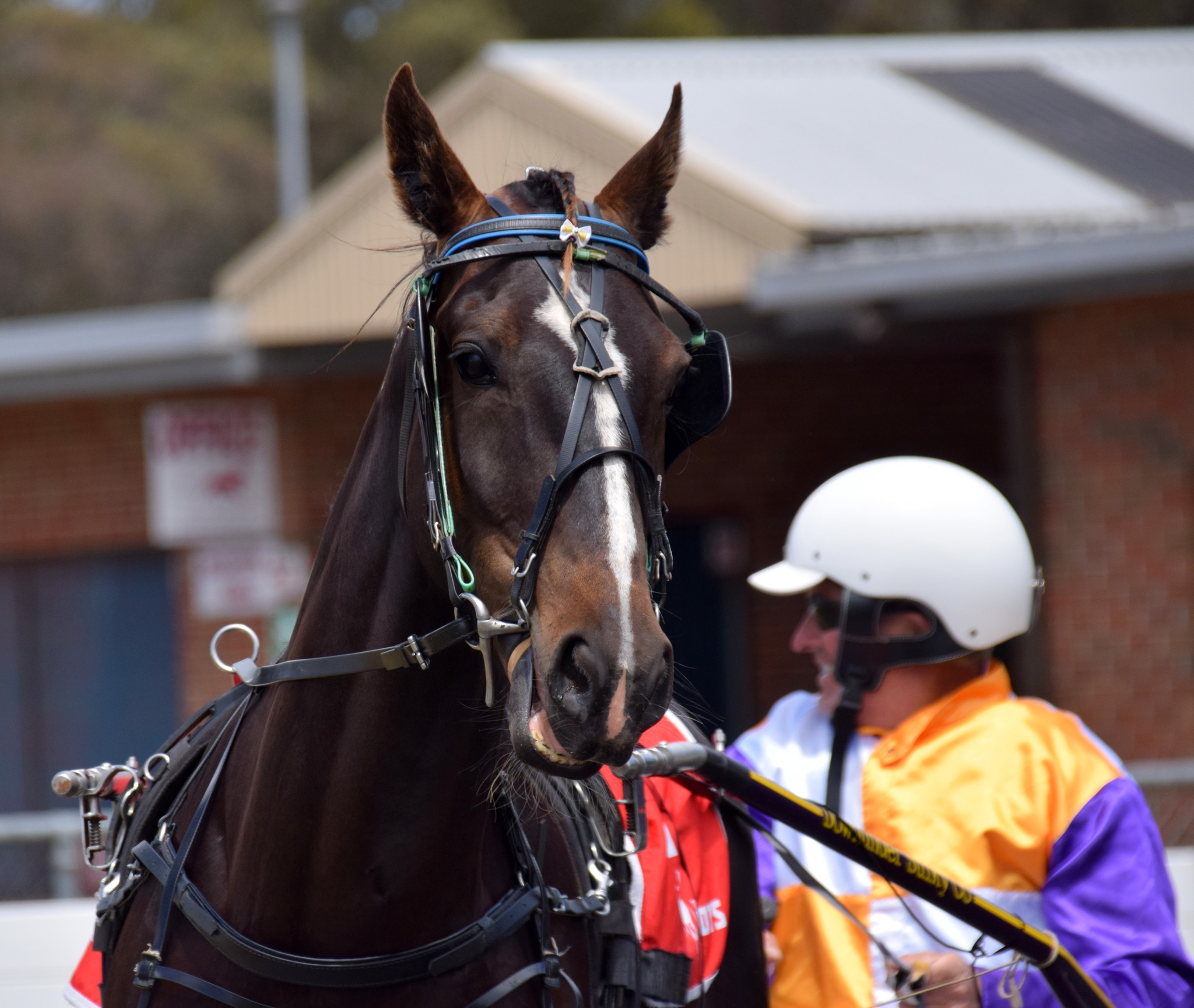 The full Humbletonian Day... - Harness Breeders Victoria