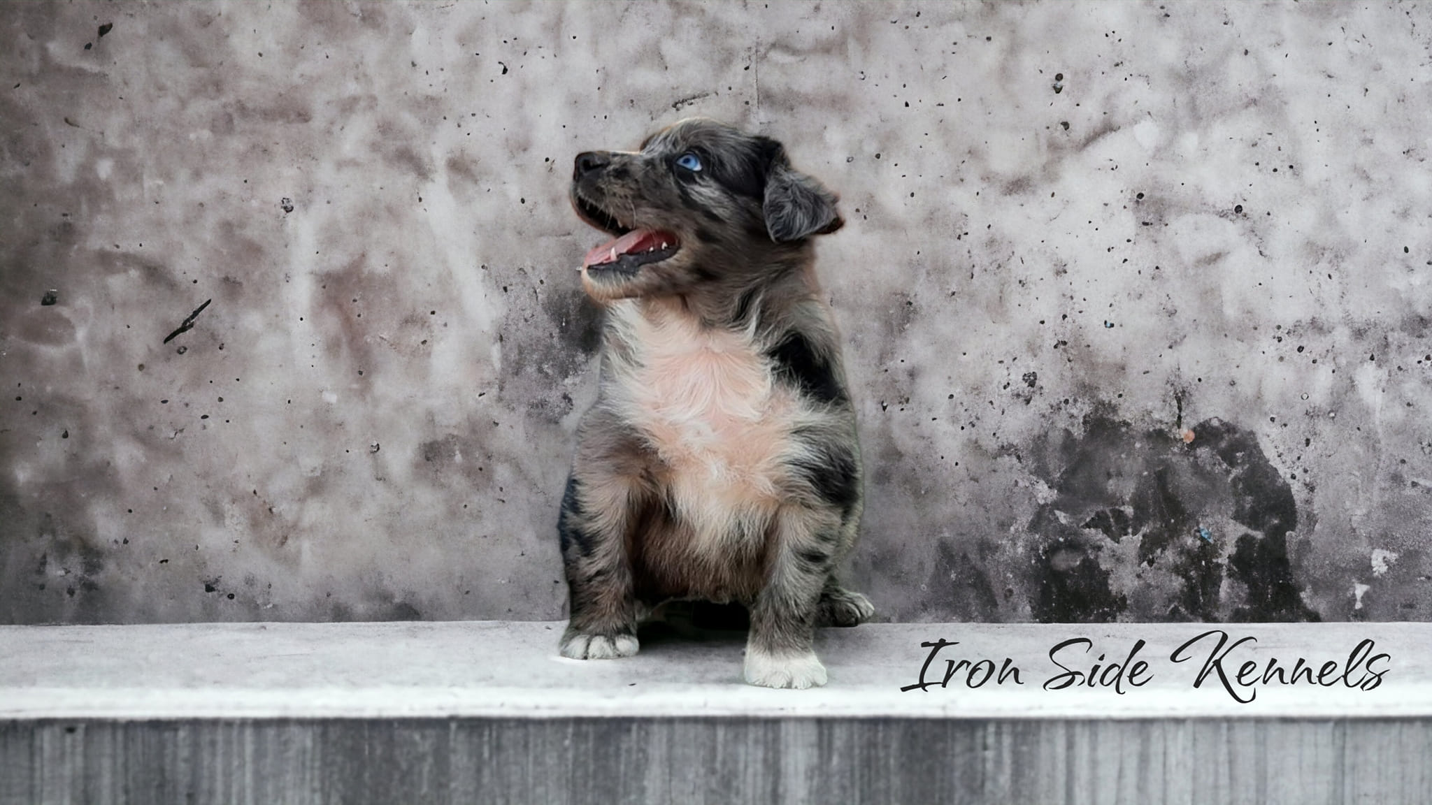 Ironside Kennels | Marana AZ