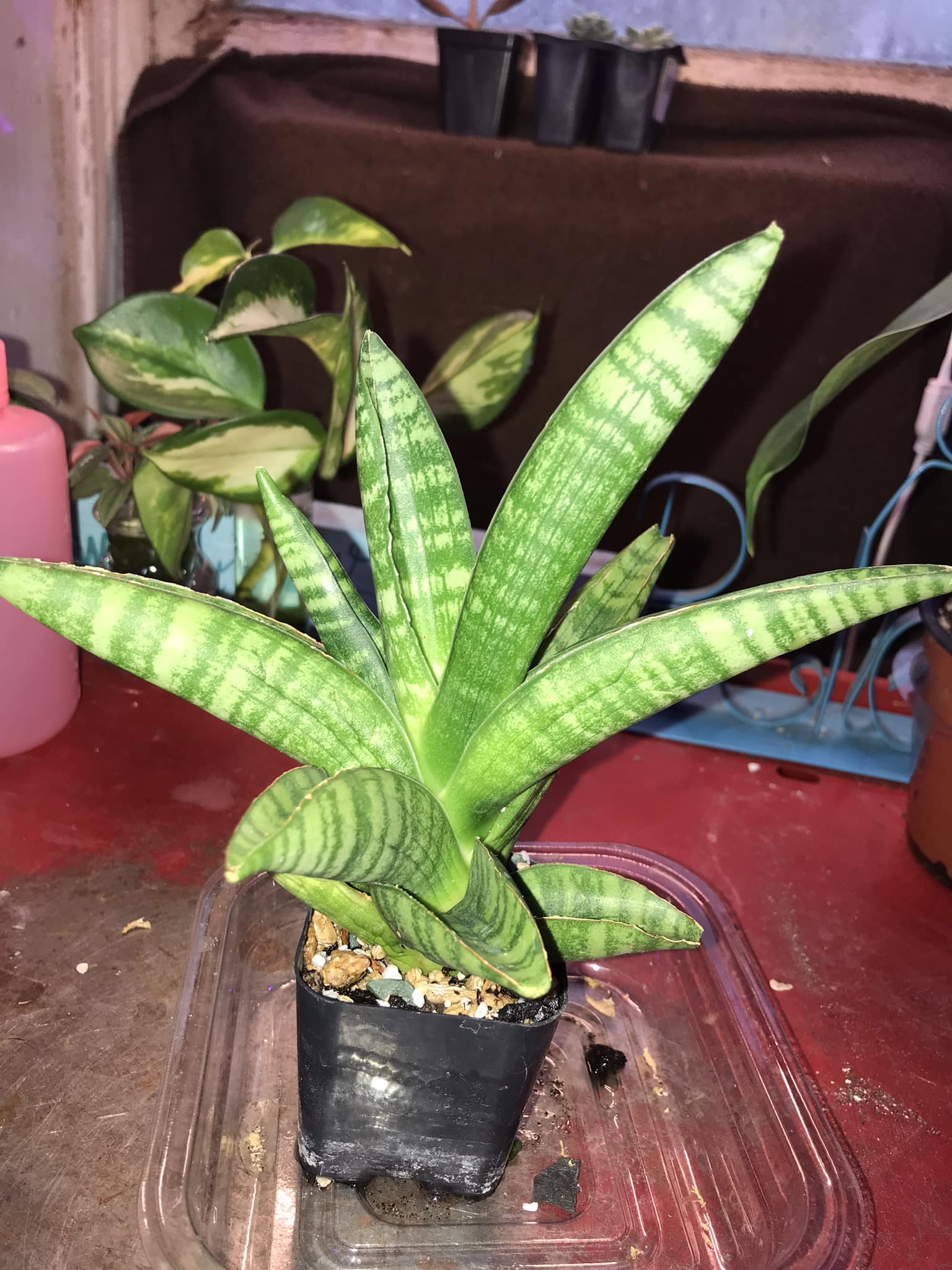 sansevieria 'green ant'