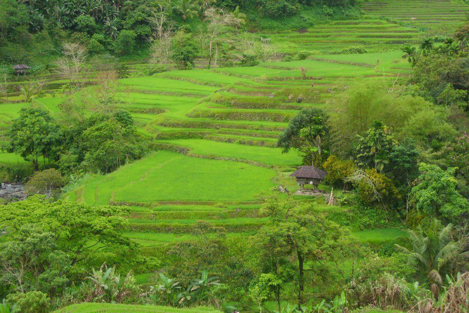 Asipulo Ifugao - Home