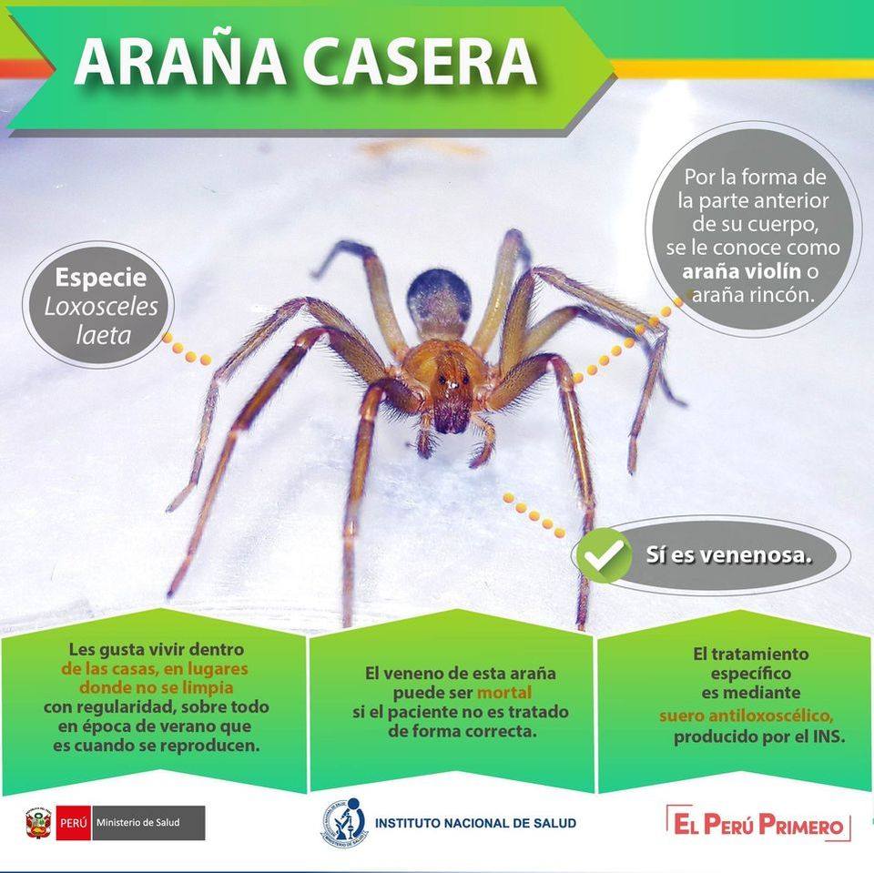 Salud en Casa - 🚨¡Cuidado con la araña casera! Conoce cómo evitar una ...