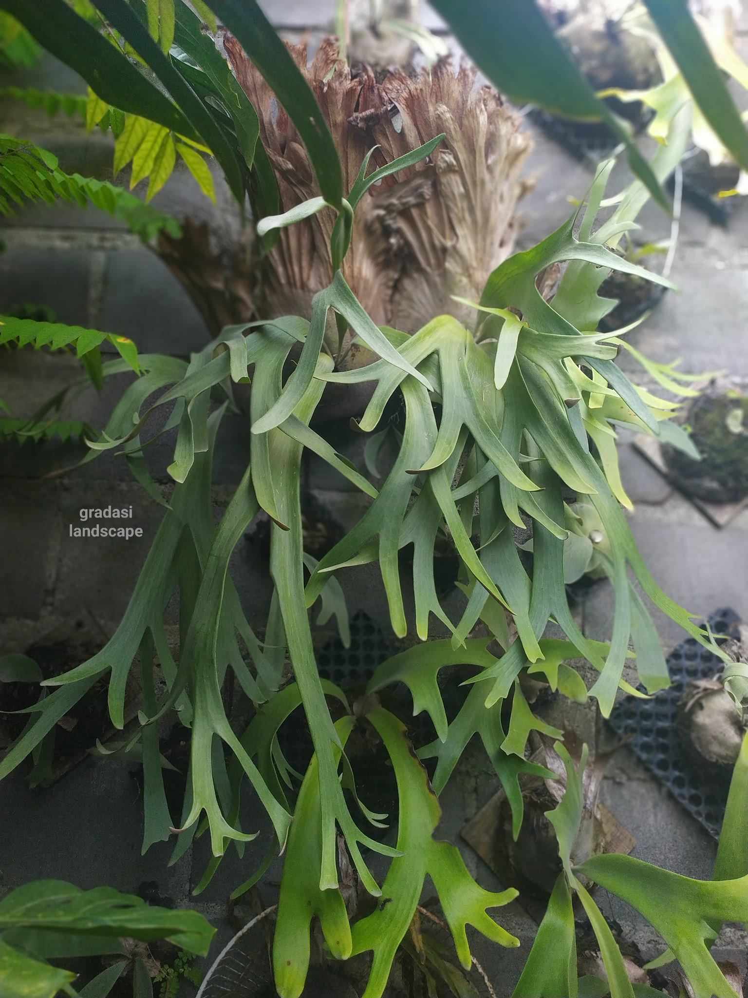 Identifying platycerium hillii and bifurcatum