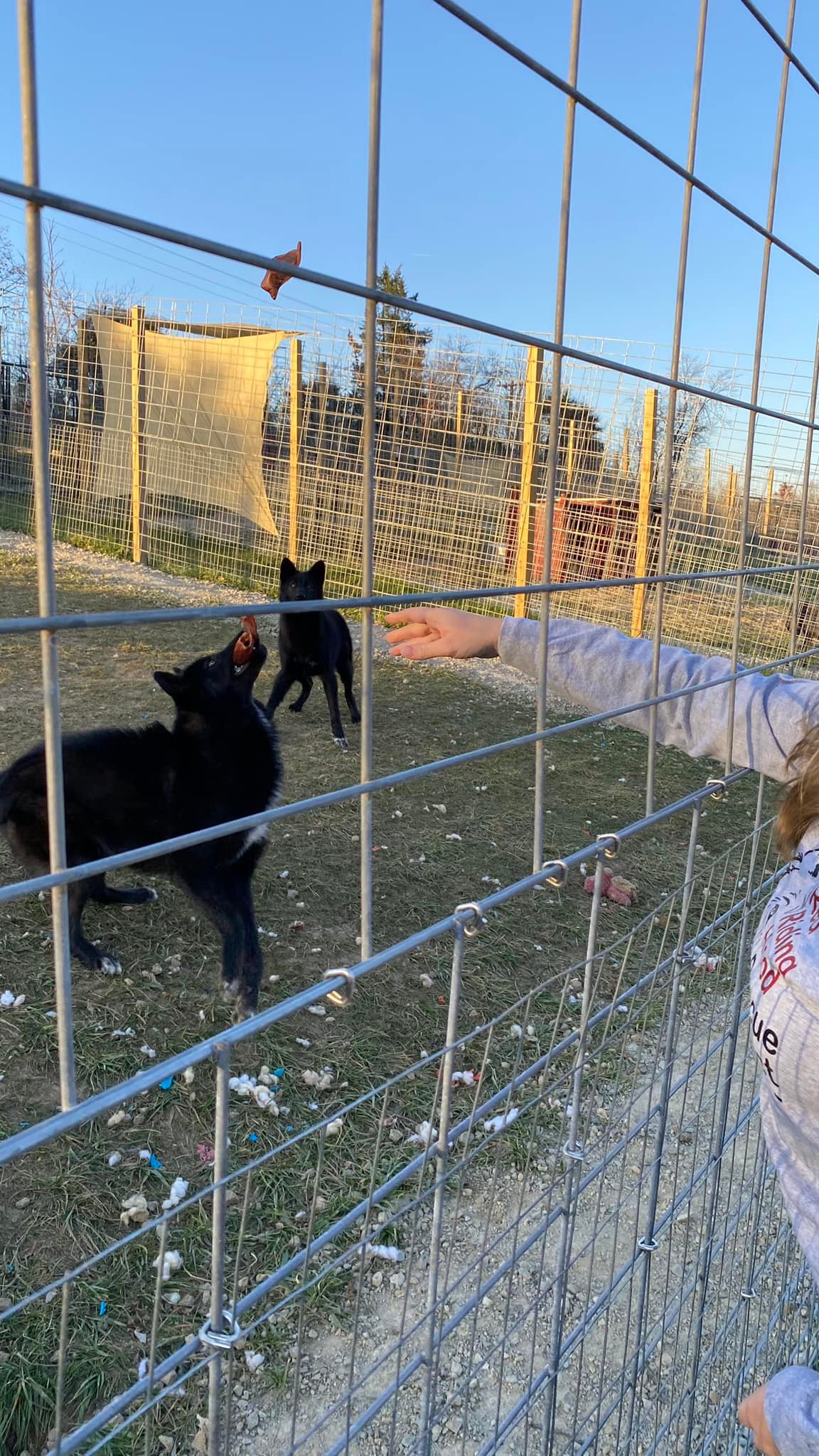 Pig... - Red Riding Hood Rescue Project - a wolfdog rescue