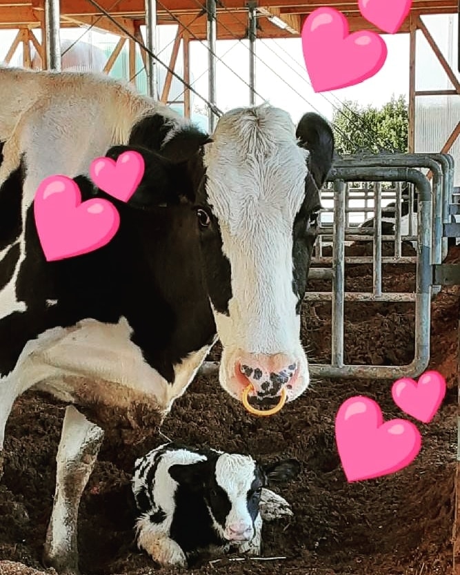 おいしい牛乳をめざして 福井県あわら 田嶋牧場 Kreu Facebook