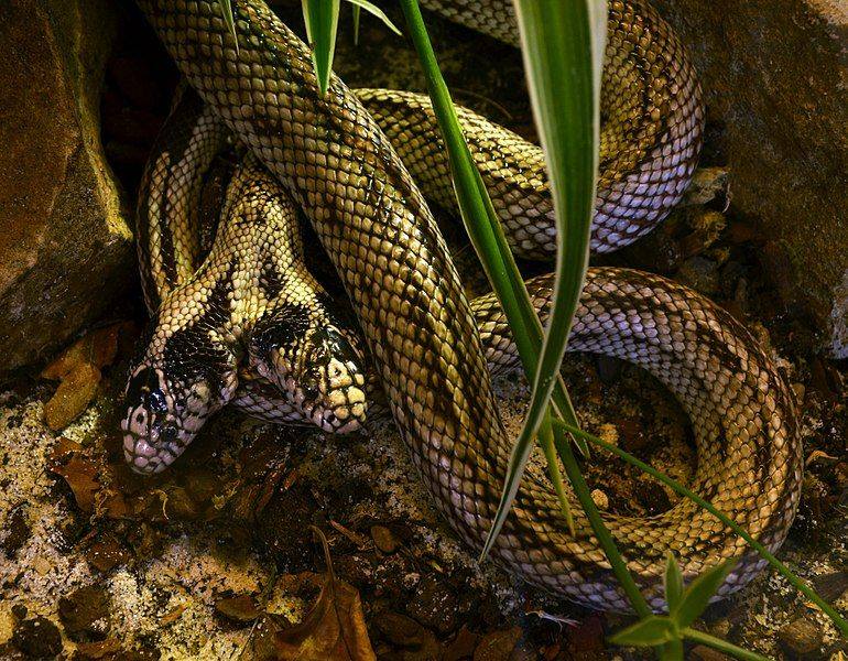 Wildlife - In rare cases, snakes can be born with two heads! This is ...