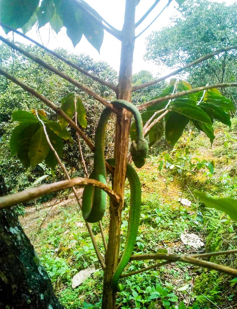 ULAR dan KOPI Ular suka... - Mount Kinabalu Coffee | Facebook