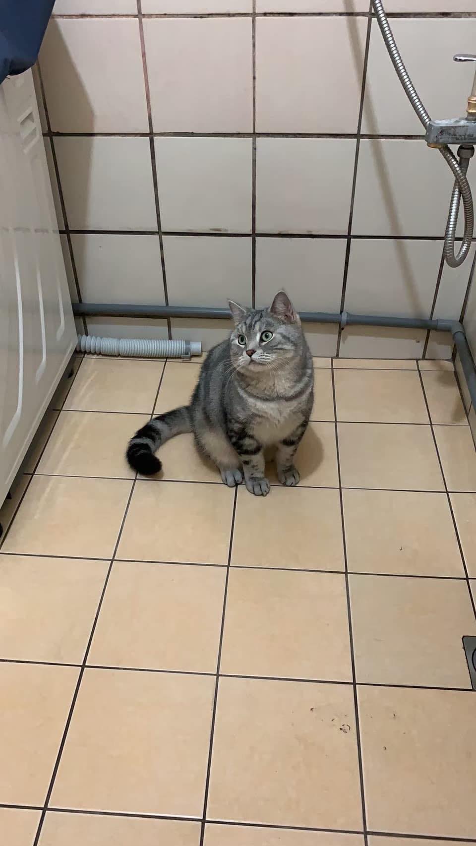 林奈