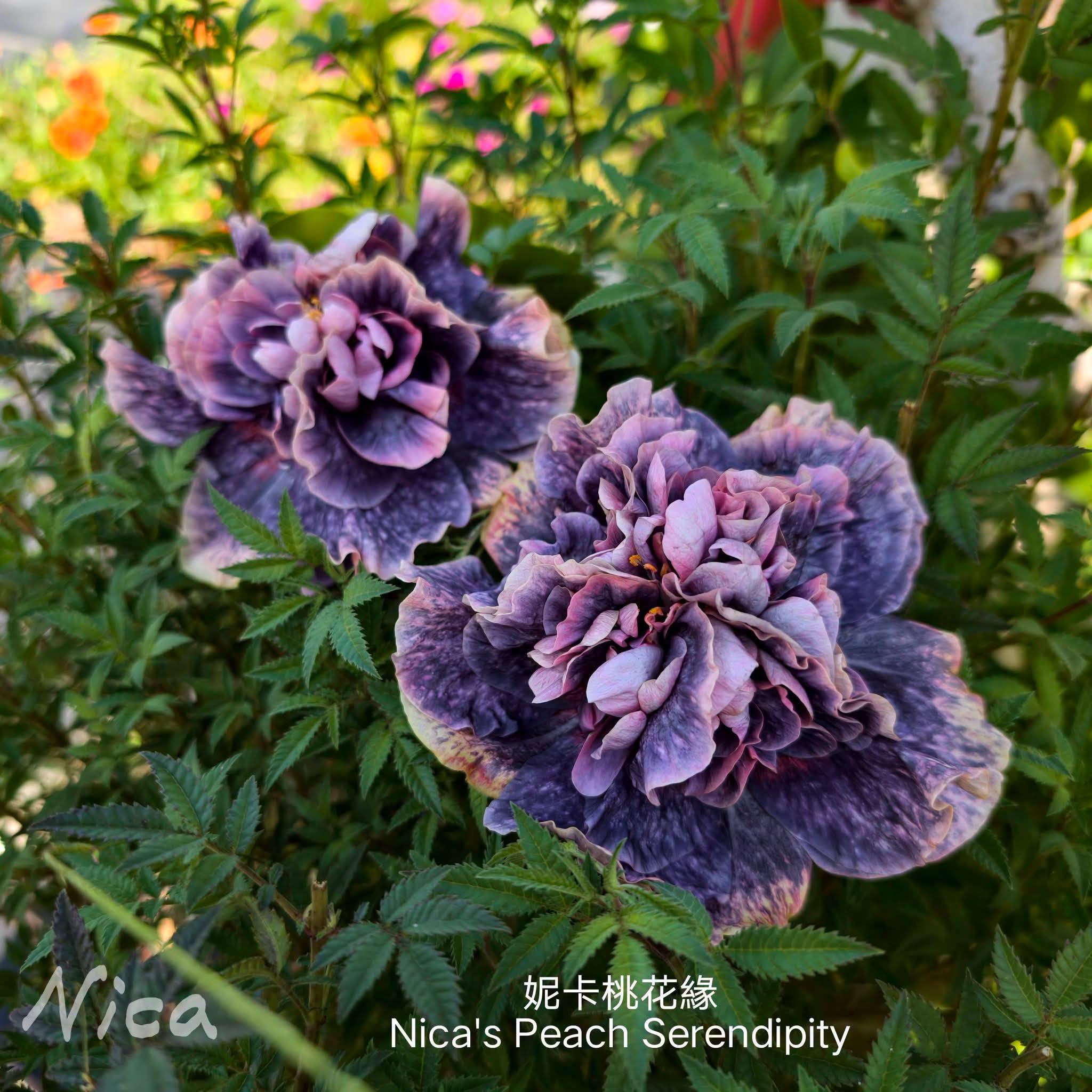 Hibiscus 水沙連日落(Shueishalian Sunset) 妮卡桃花緣(Nica's Peach