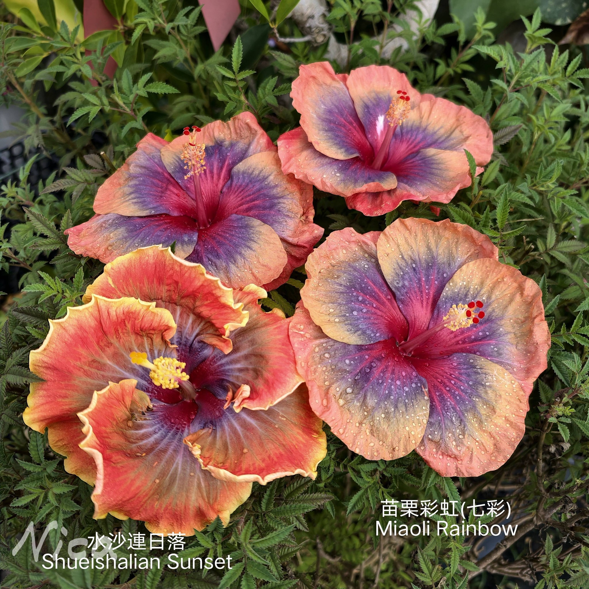 Hibiscus 水沙連日落(Shueishalian Sunset) 妮卡桃花緣(Nica's Peach