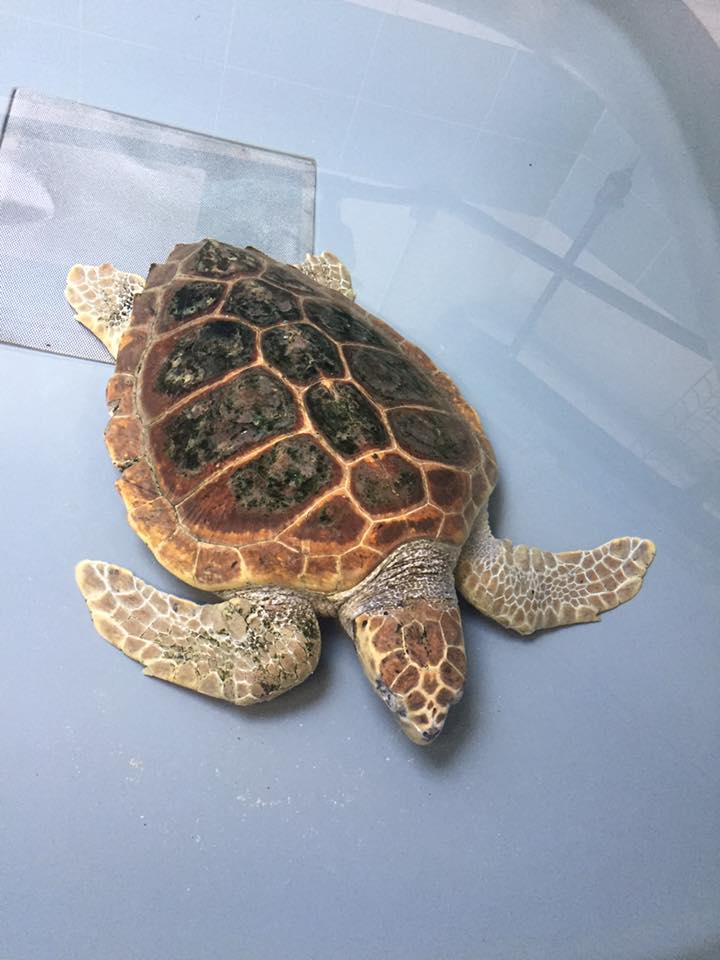 Turtles’ Savior Project