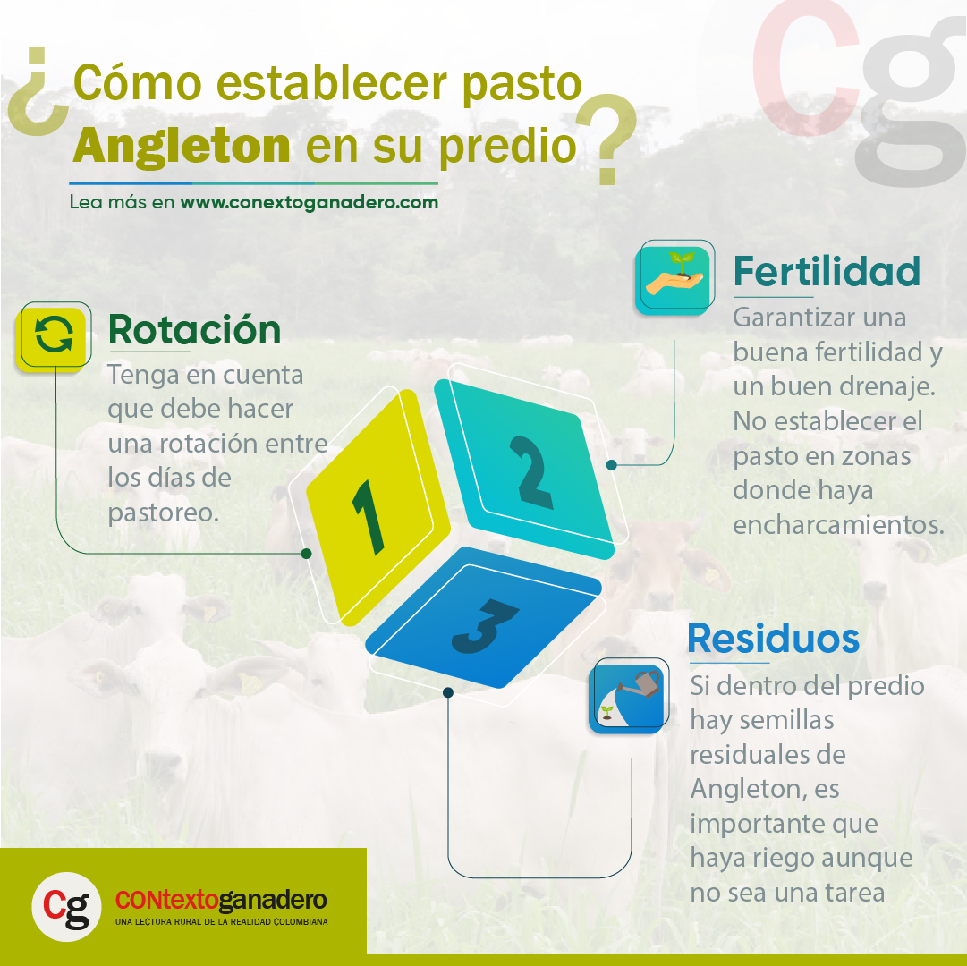 ☀️ El pasto Angleton es ideal para... - CONtexto ganadero