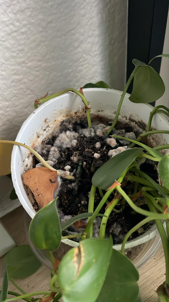 What is white fuzz on indoor plant soil?