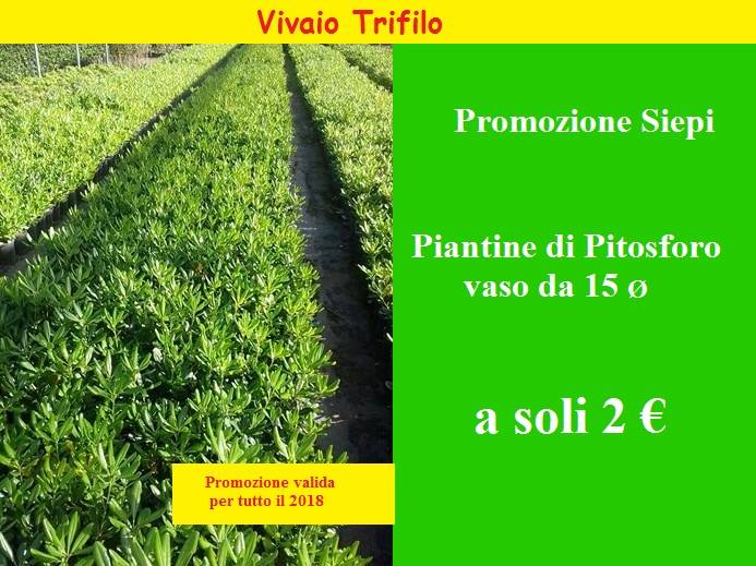 Vivaio Trifilo - Non Perdete le nostre offerte per il... | Facebook