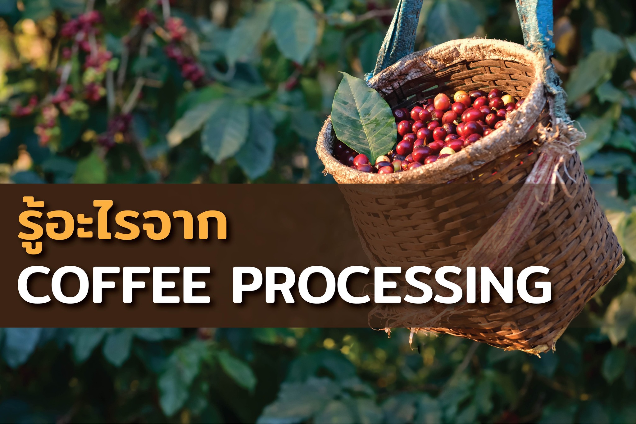 โรงคั่วกาแฟ ชา เสือป่าเชียงใหม่ - Process หรือ Processing ก็คือ การแปร ...