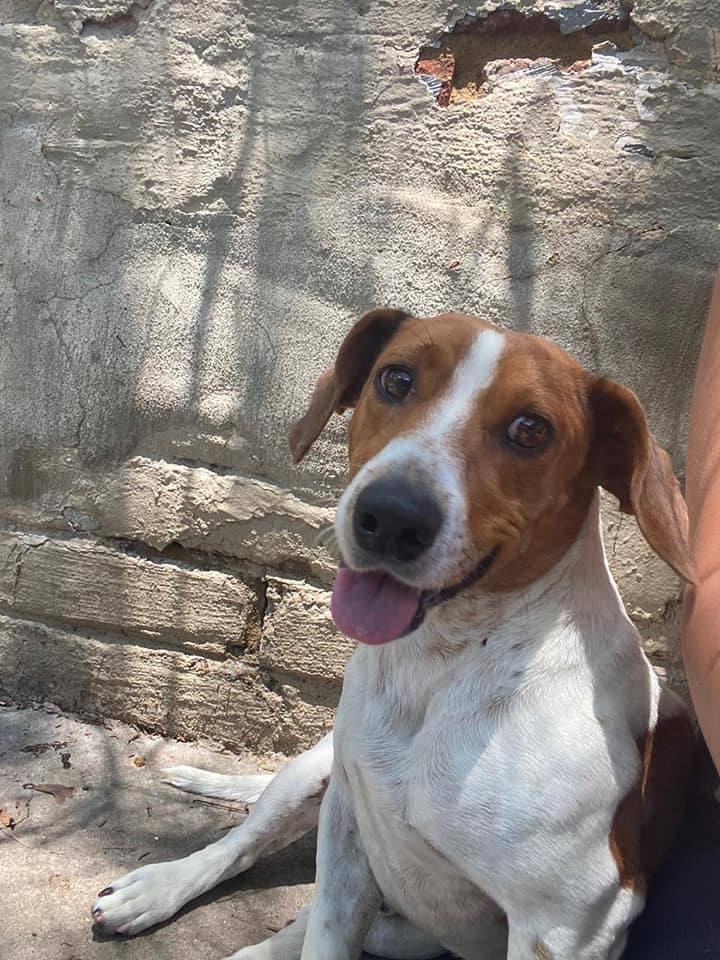 SPCA Rustenburg - Rustenburg SPCA (North West) Rigby is a...