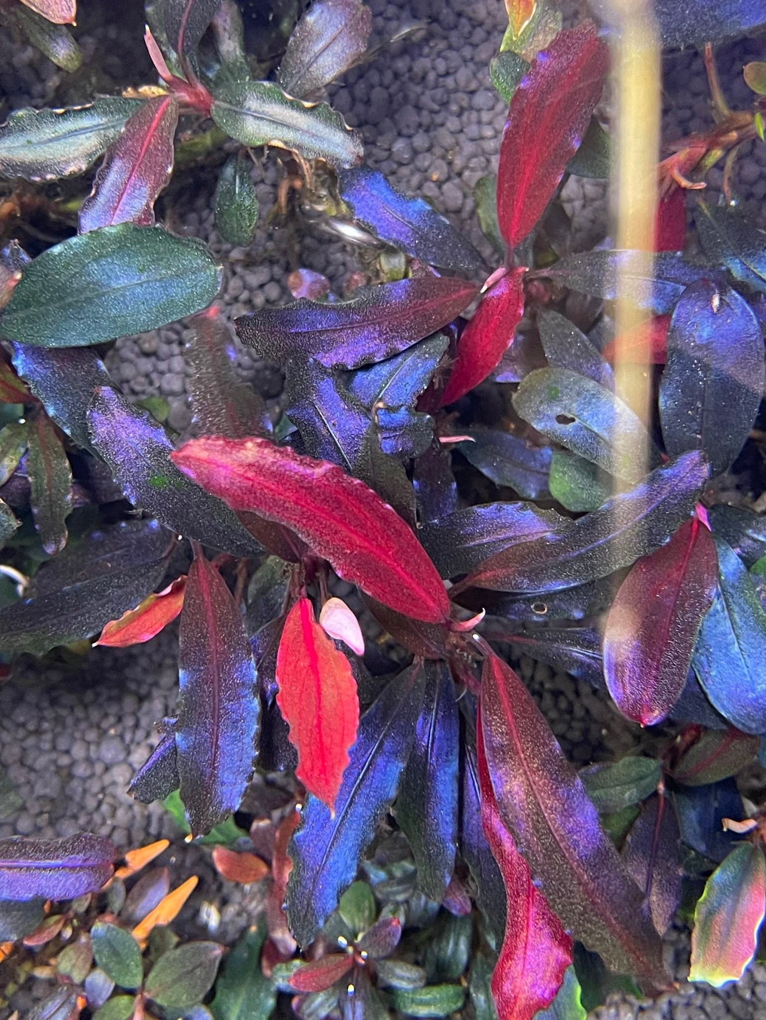 Bucephalandra aquatic plant care