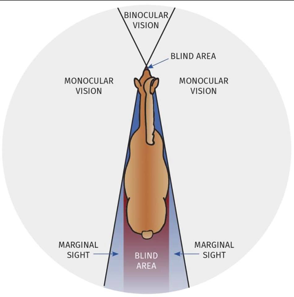A horse’s vision... - Strides Equestrian Therapeutic Center