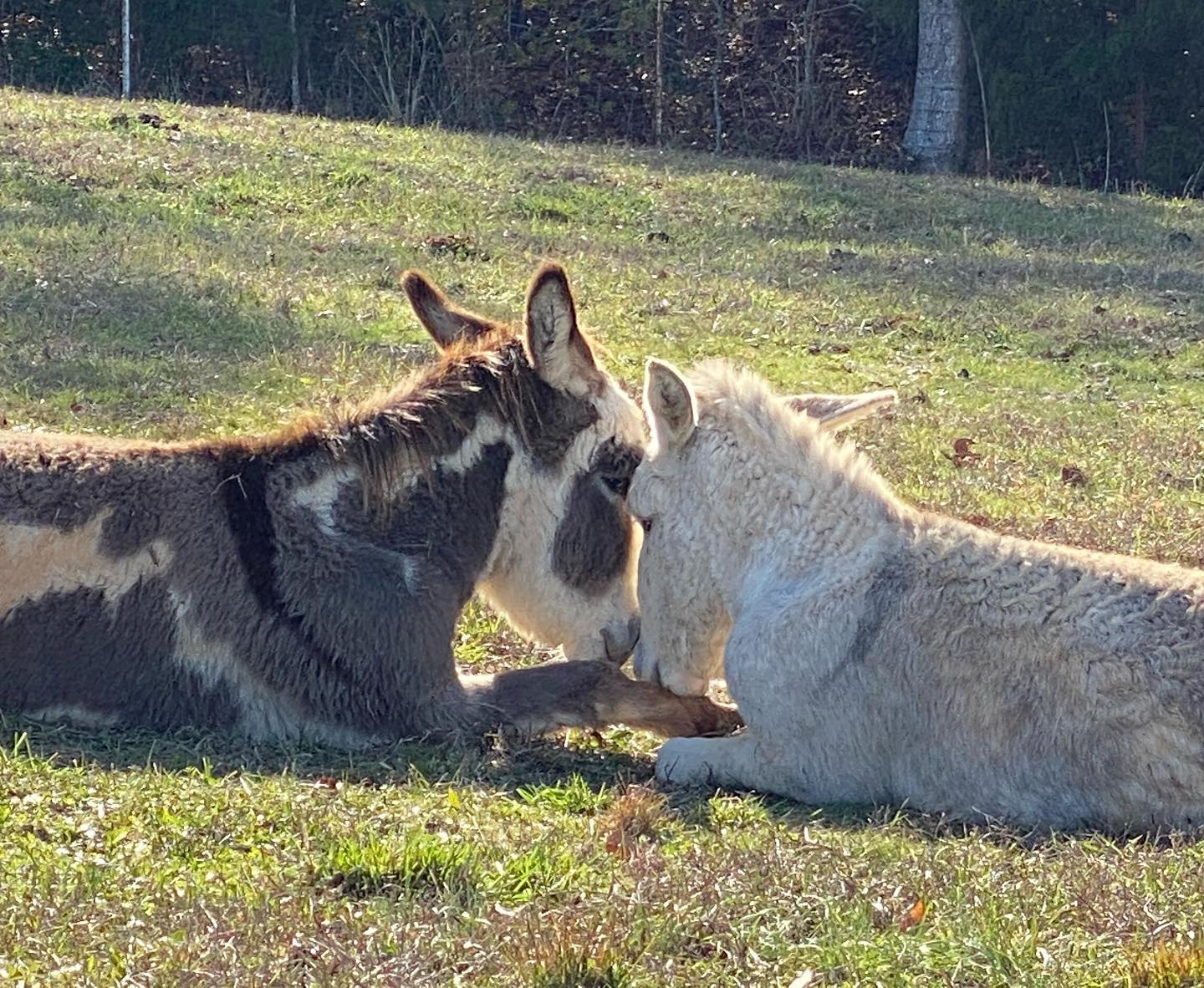 We caught Sam and Rudy having a... - Frog Song Farm Sanctuary | Facebook