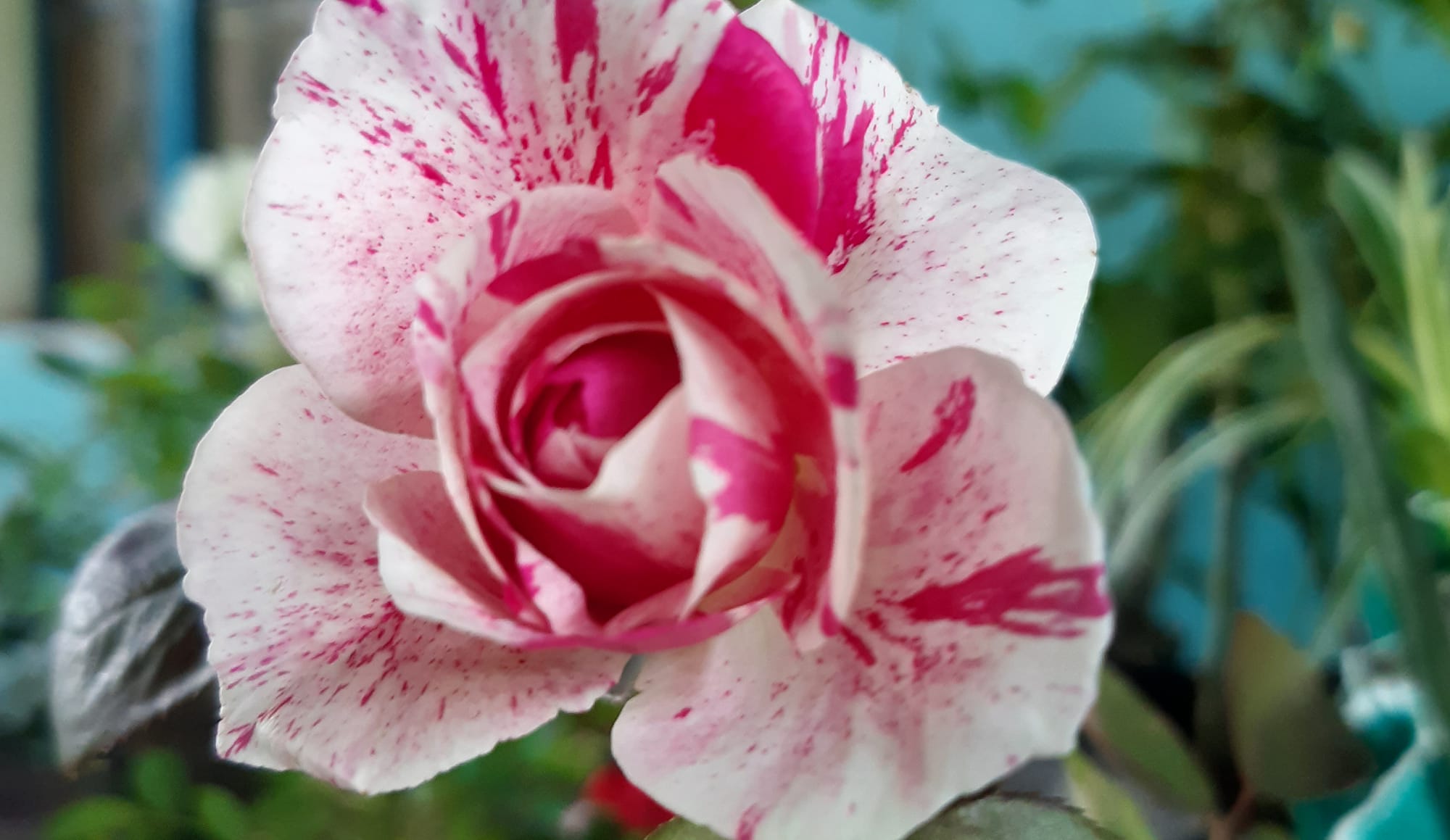 Rae's Ornamental and Flower's