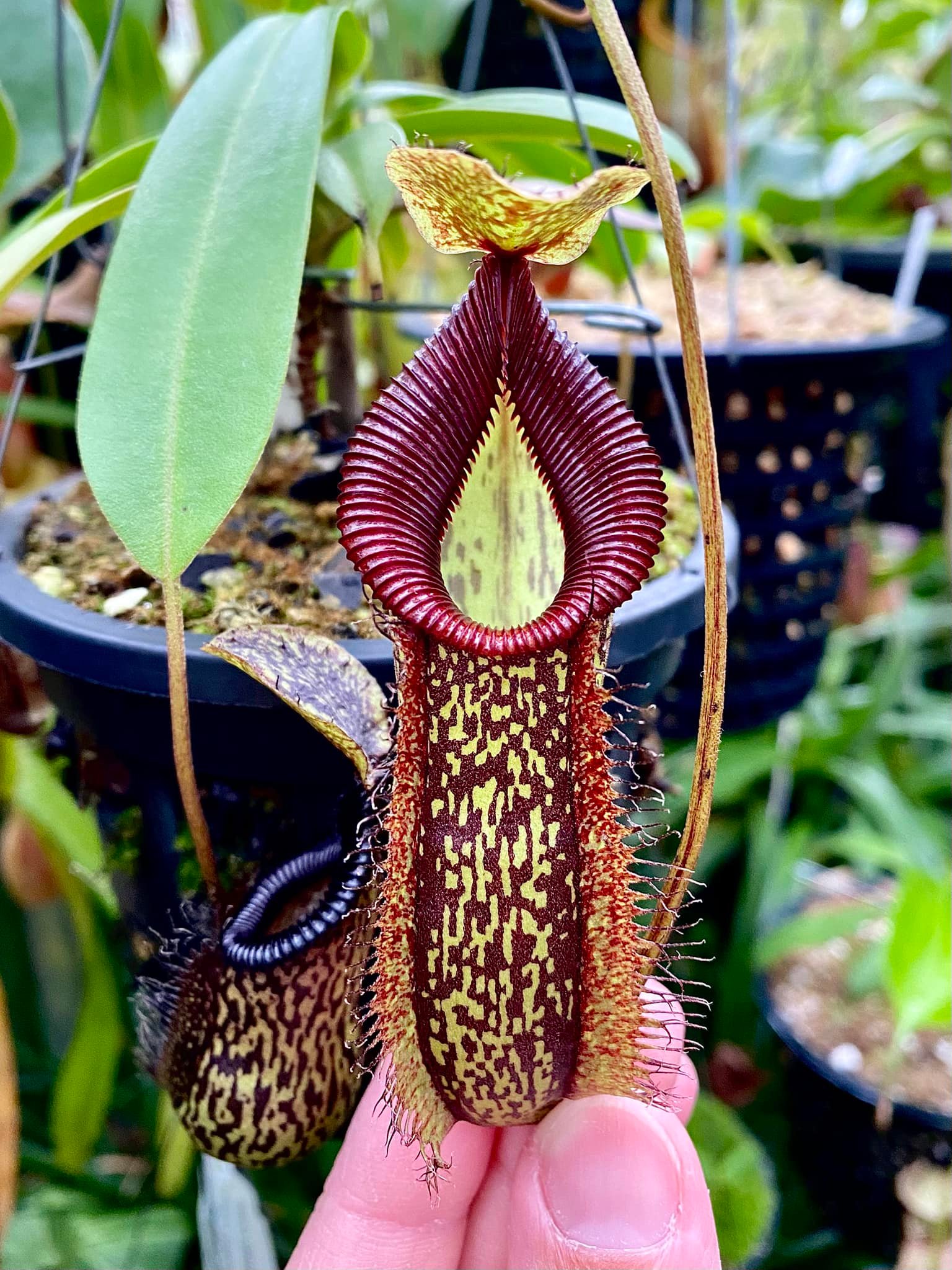 N. maxima x talangensis x hamata BE-3777 Nepenthes Hybrid