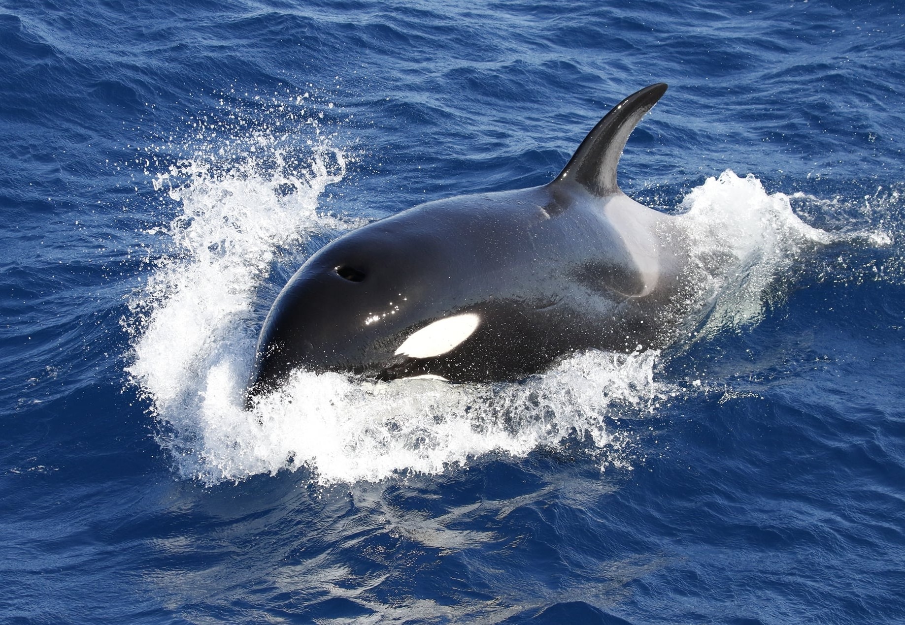 Loo... - Project ORCA - Orca Research & Conservation Australia