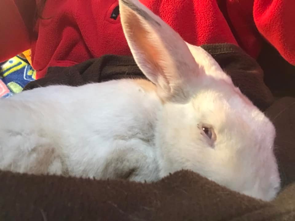 The story of Zero, a discarded... - Wayward Rabbits SC | Facebook
