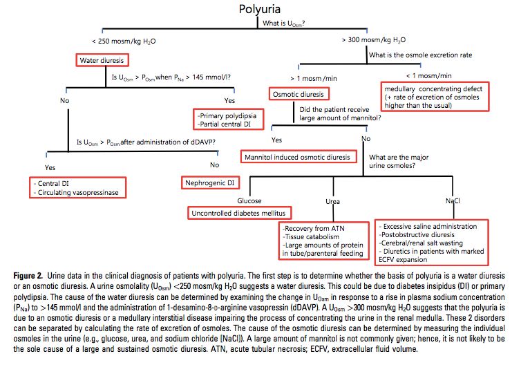 Arumed - Algoritmo del abordaje de #Poliuria https://reader.elsevier ...