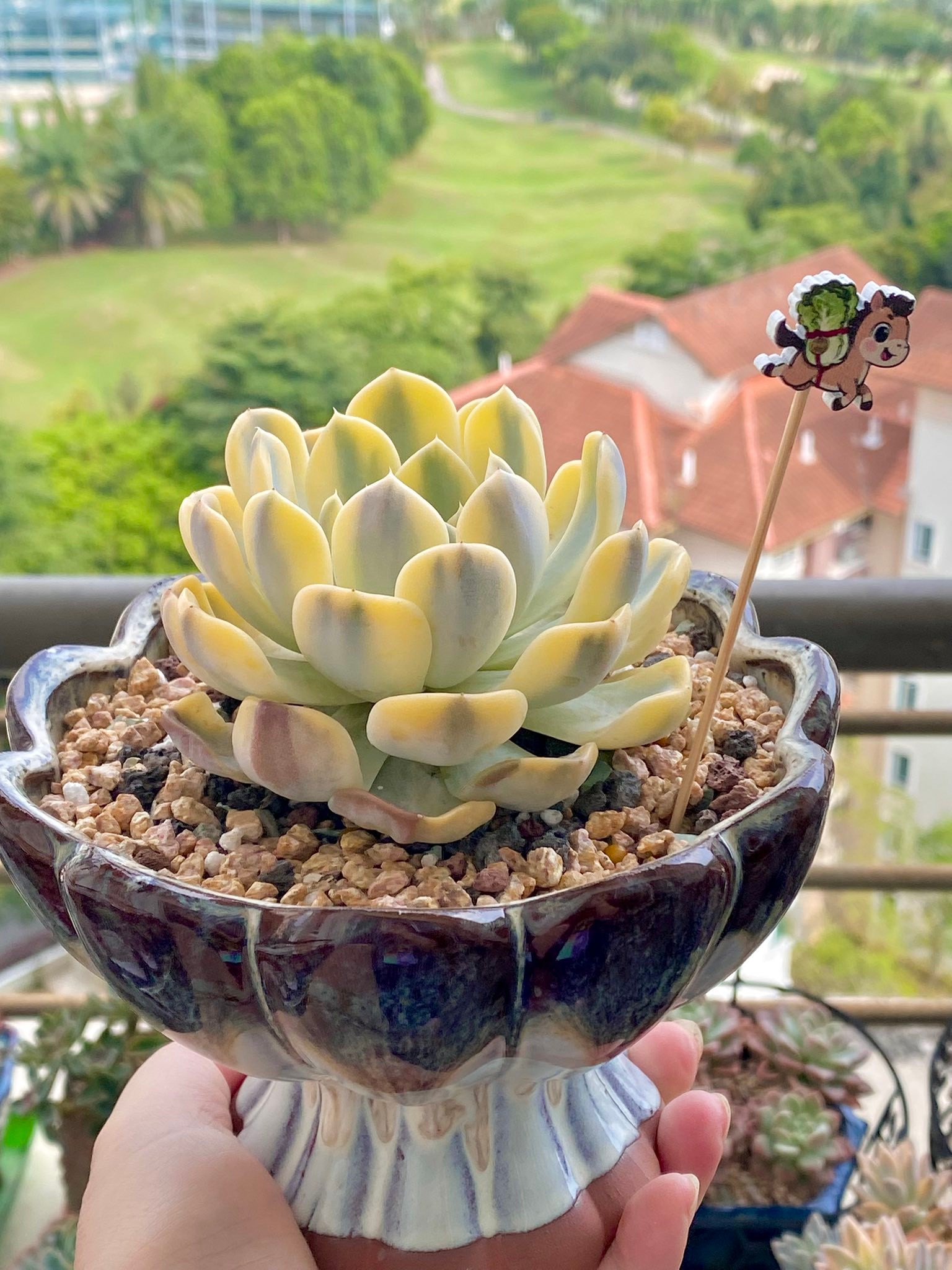 Echeveria Tynie Burger Variegata succulent review