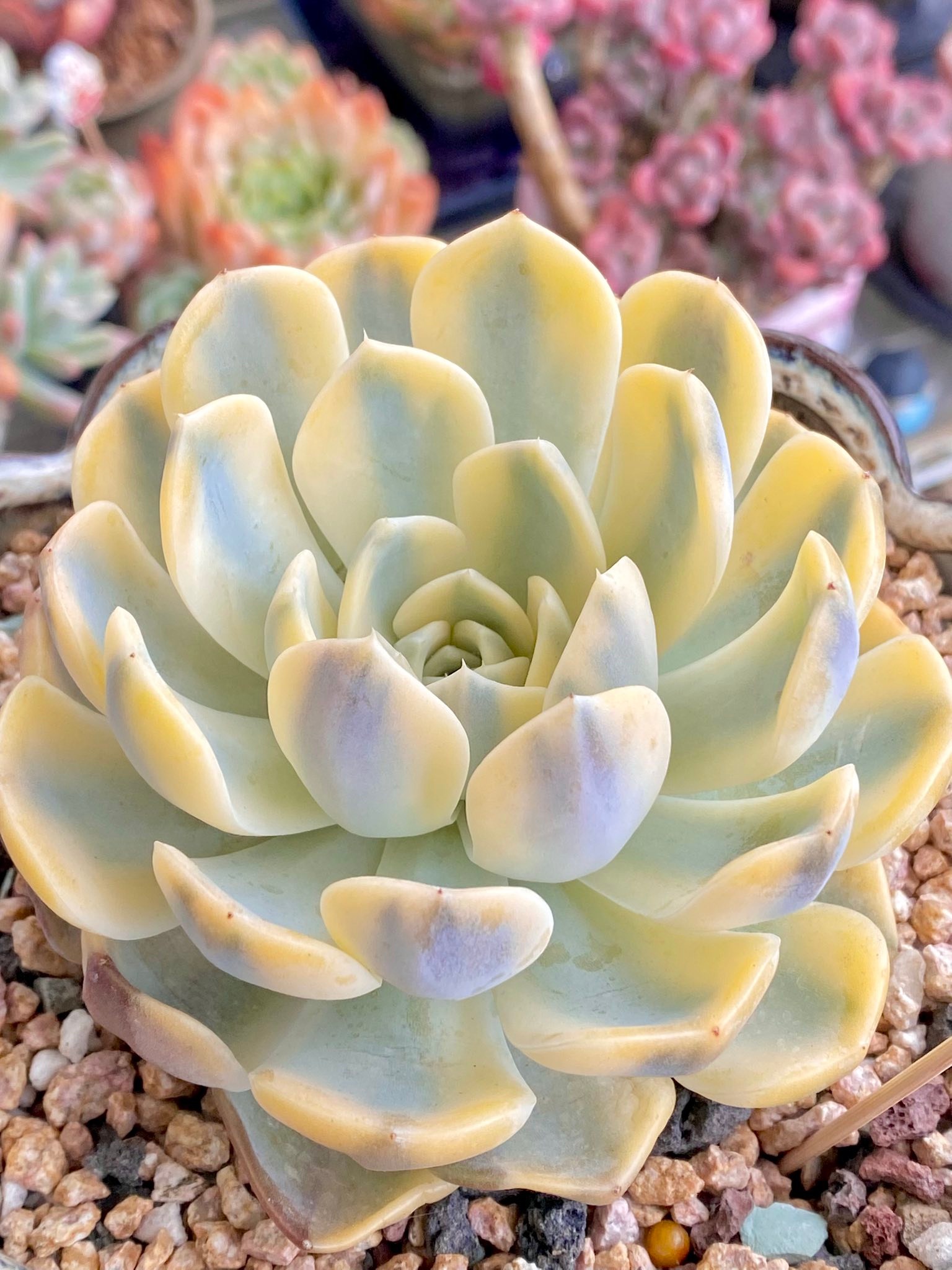 Echeveria Tynie Burger Variegata succulent review