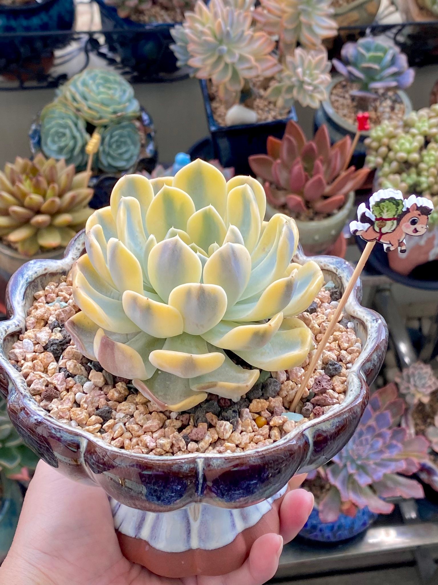 Echeveria Tynie Burger Variegata succulent review