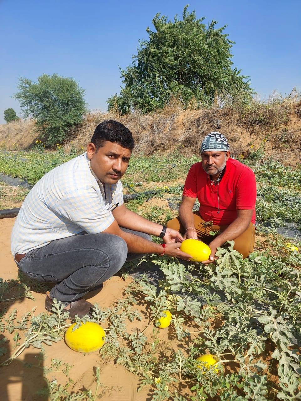 KEYA AGRI SEEDS