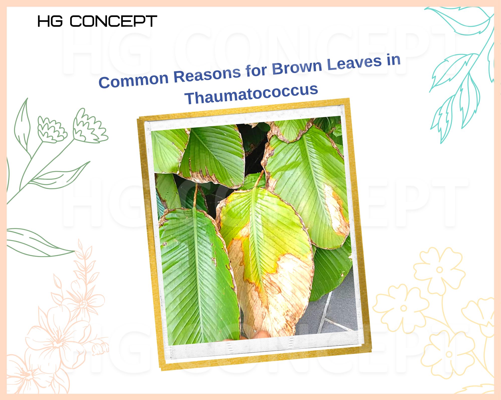 HG Concept - 为何西非竹竽叶梢或边缘发枯 发干 Common Reasons For Brown...