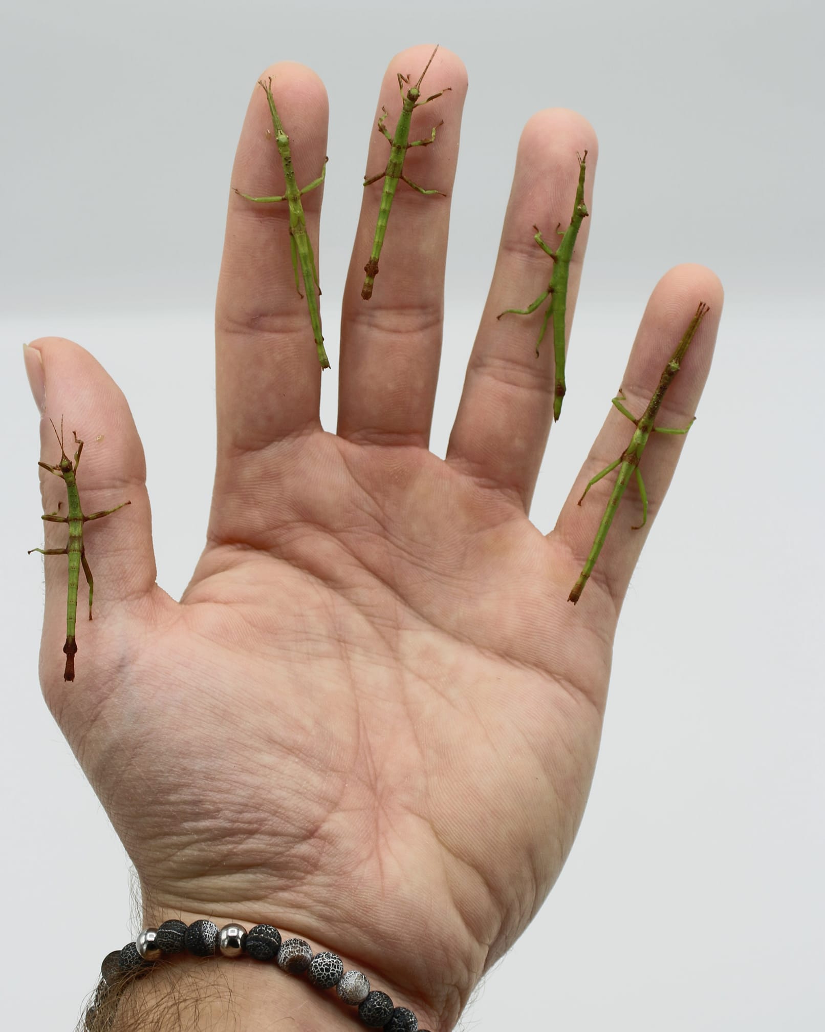 Insects&Other Invertebrates. - 5 young nymphs of Diapherodes ...