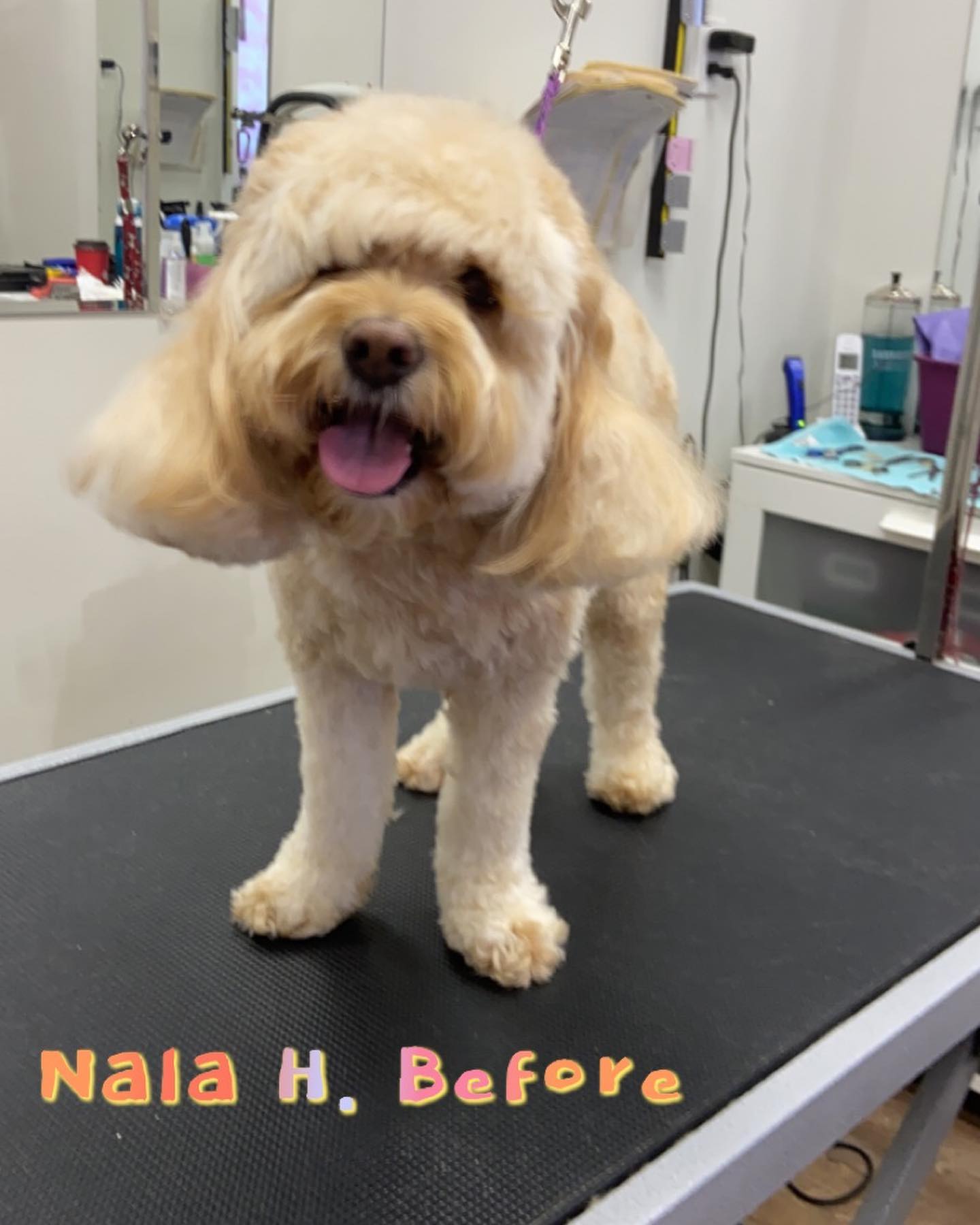 Our beautiful @cockapoo_nala... - The Pet S-Paw & Lounge