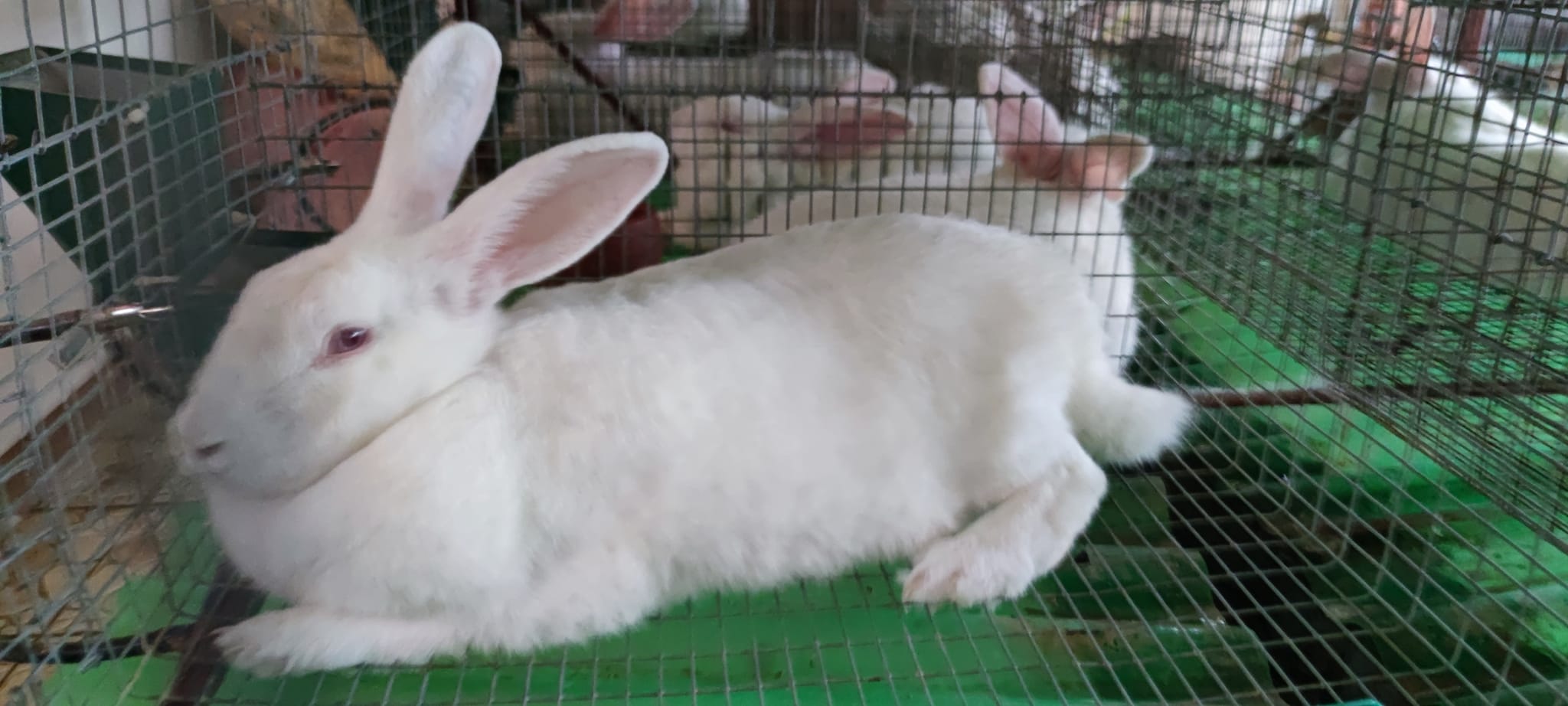 Urban Rabbits | Caloocan