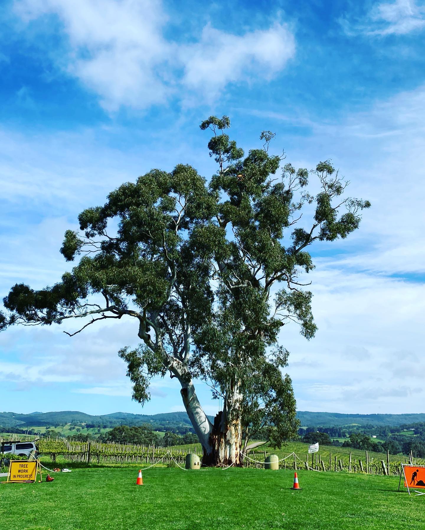 Embark Tree Services