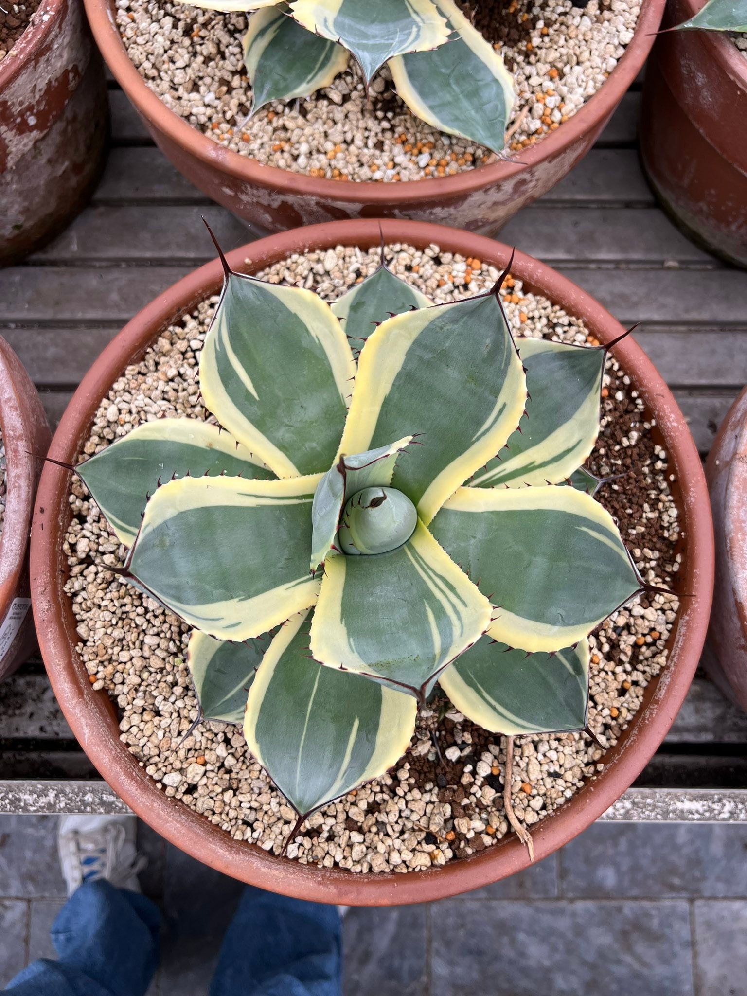 Agave parrasana Impressionist