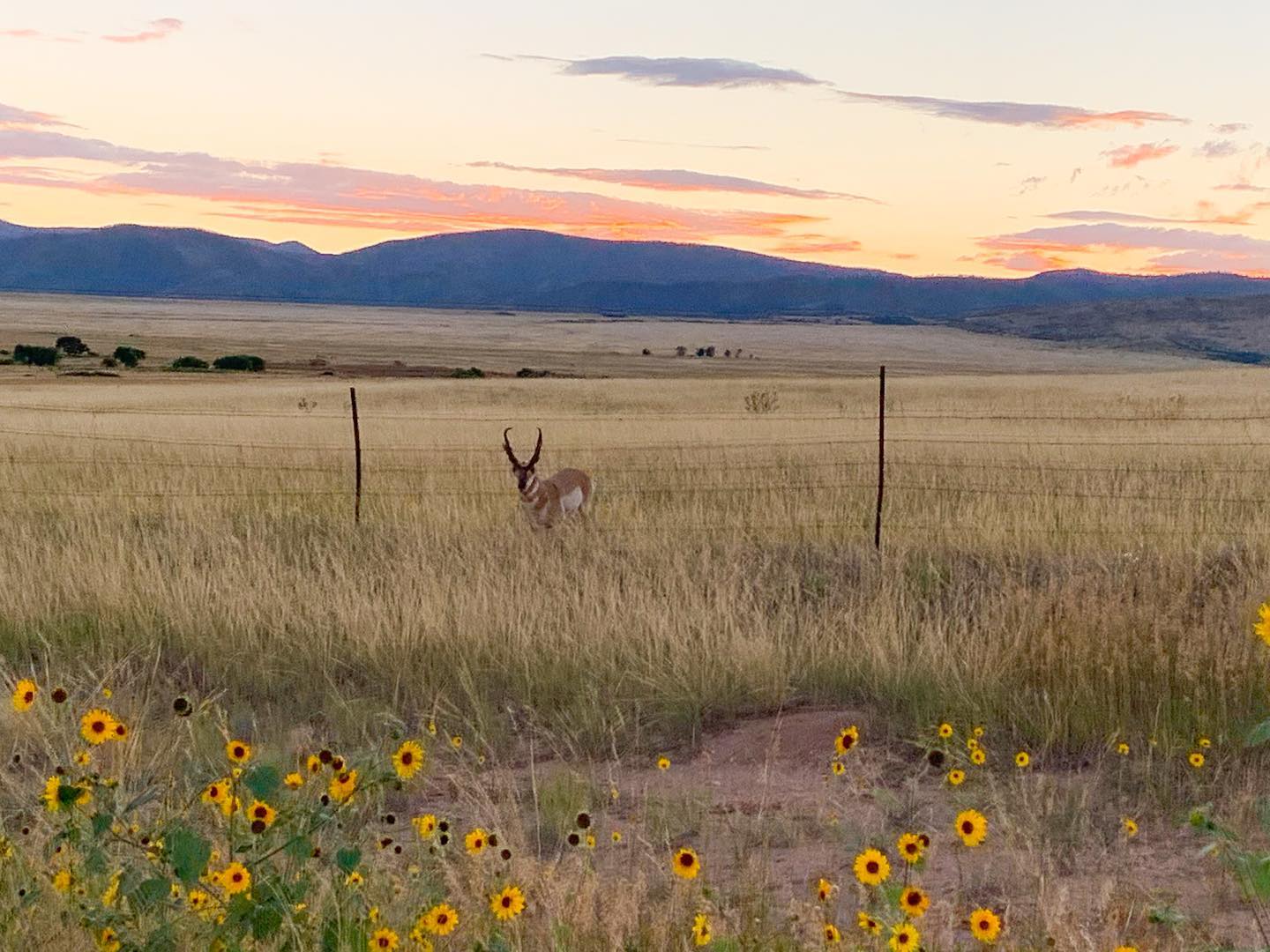 JW Ranch - The Pronghorn Antelope!!! . . . . . #antelope...