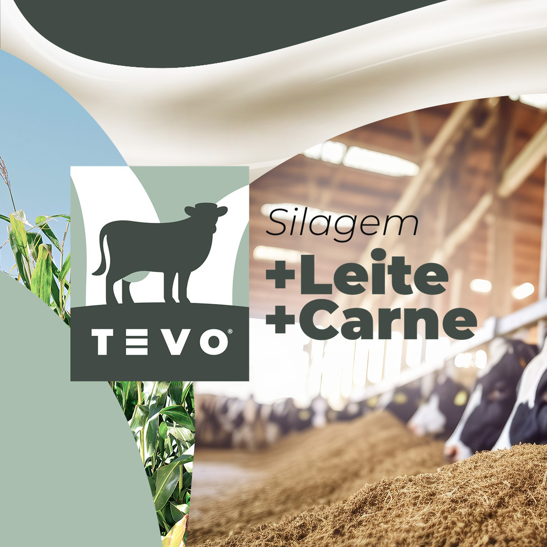 Tevo Sementes - Da lavoura à mesa do consumidor, o híbrido... | Facebook