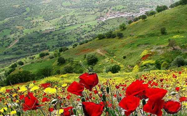 پایگاه فیسبوکی ایل بختیاریbakhtiari family