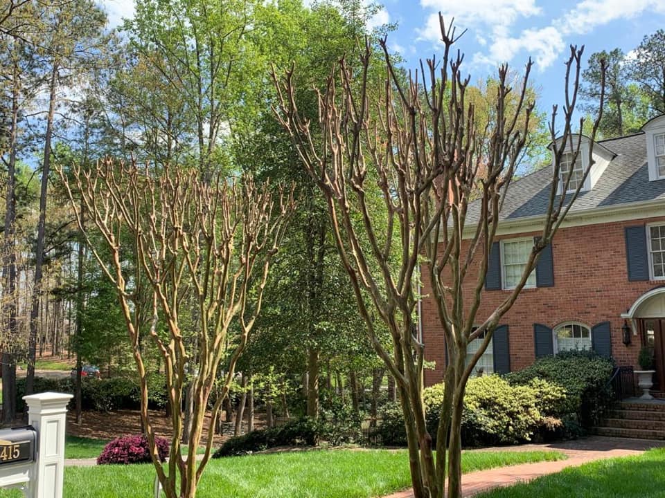 Spring landscape tree service