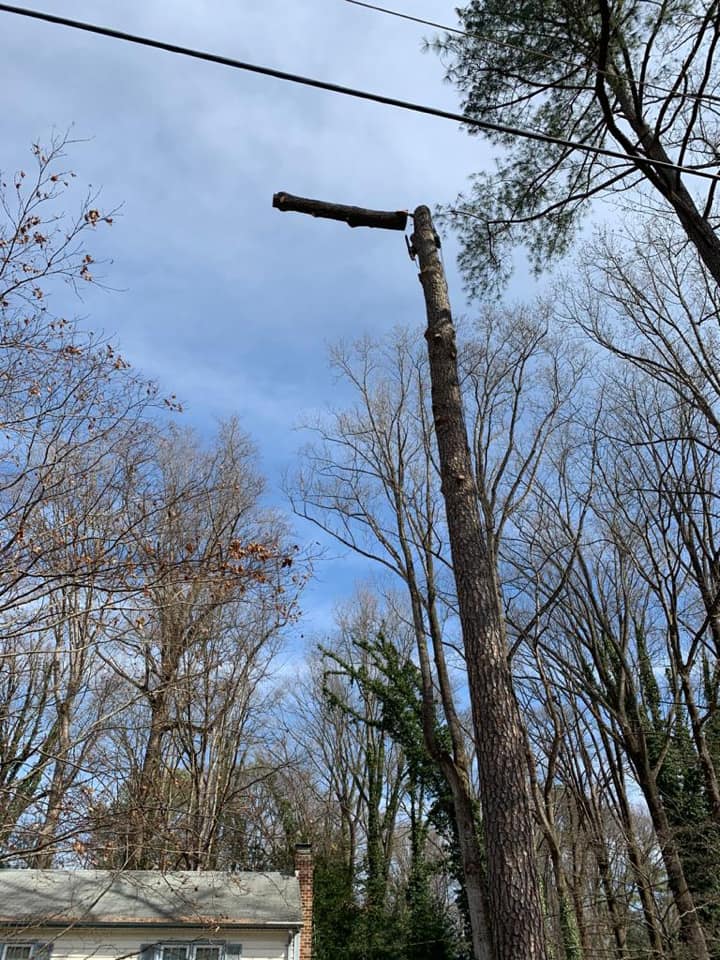 Spring landscape tree service