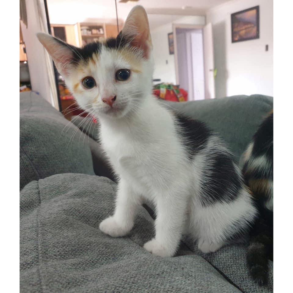 ️ ️ADOPTED ️ ️ ~*ATTENDING BETTER... - Perth Rescue Angels